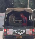 'Spider Man' seated in the police vehicle