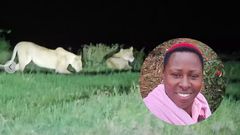 Kenyan farmer records midnight encounter with Lions along Nyeri-Nyahururu road