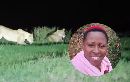 Kenyan farmer records midnight encounter with Lions along Nyeri-Nyahururu road