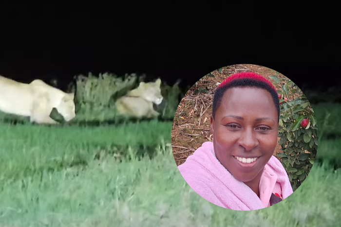 Kenyan farmer records midnight encounter with Lions along Nyeri-Nyahururu road