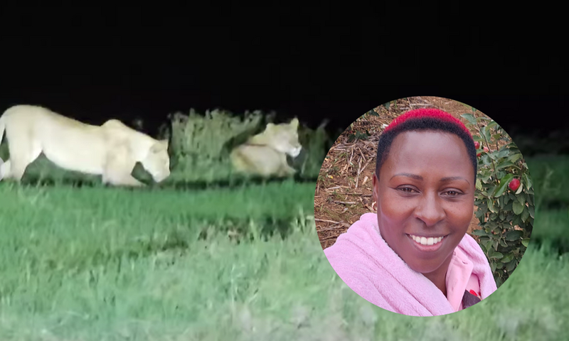 Kenyan farmer records midnight encounter with Lions along Nyeri-Nyahururu road