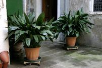 The Cast Iron Plant (Aspidistra elatior, aka the bar room plant)