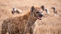 Spotted hyena