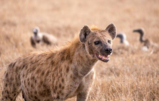 Spotted hyena