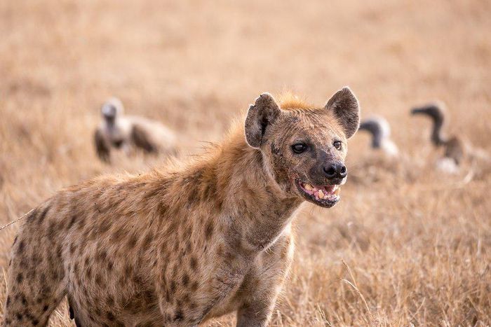 Spotted hyena