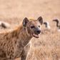 Spotted hyena