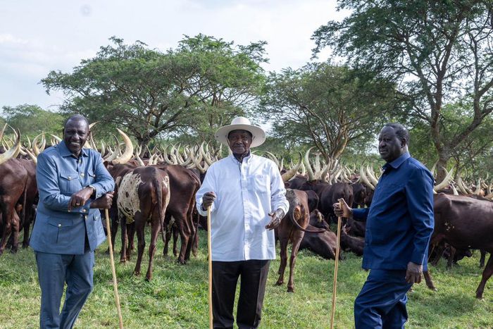 President William Ruto, Uganda's President Yoweri Museveni, and former Prime Minister Raila Odinga meet in Uganda