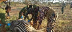 Kenya Wildlife Service officers rescue orphaned foal