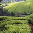A tea farm in Kenya