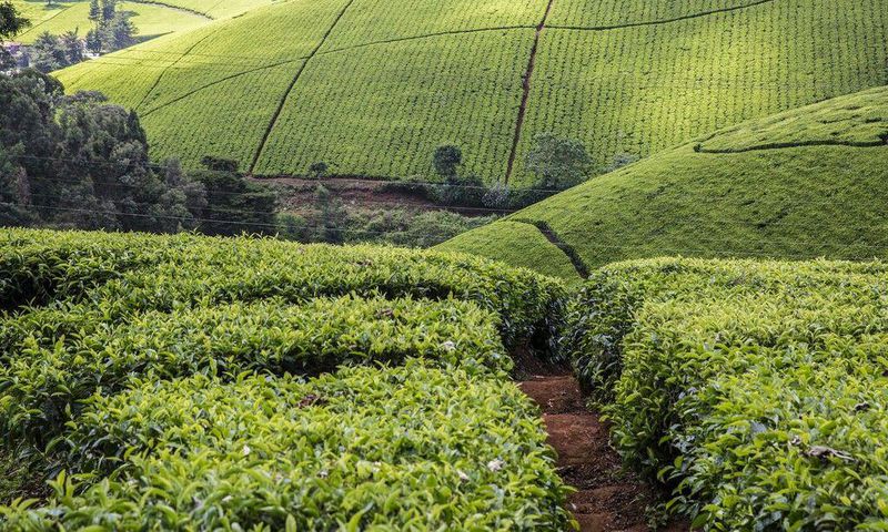 A tea farm in Kenya