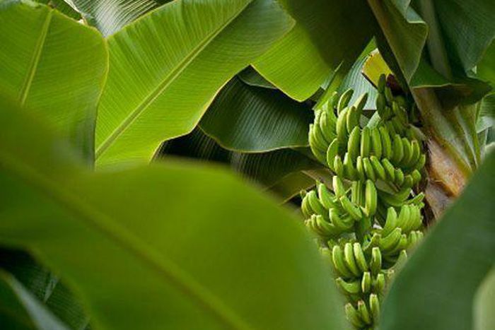 Surprising health benefits of eating and cooking in banana leaves/Courtesy