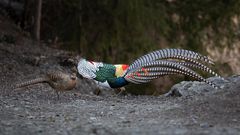 Stabbing, captivity, pee drinking, and other strange dating rituals in animals/Pexels