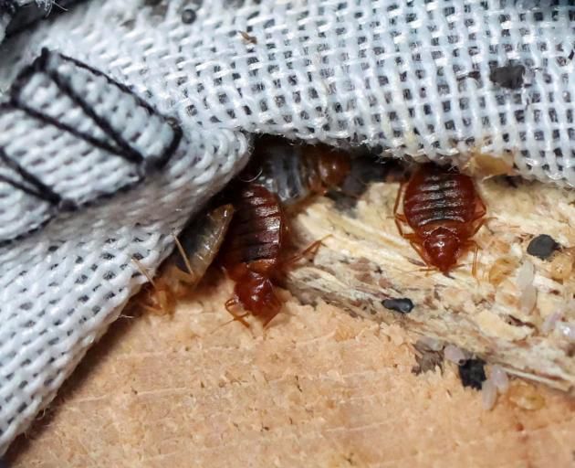 Bed bugs have been found all over Paris [Otagodaily]