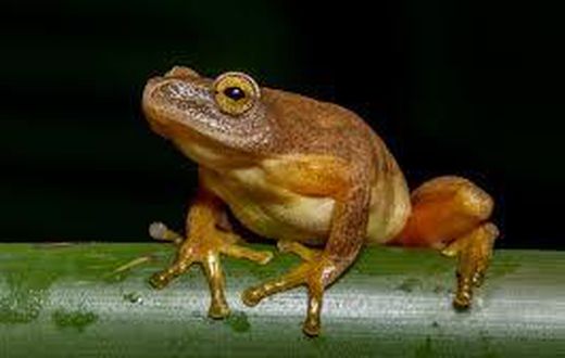 An image of a frog