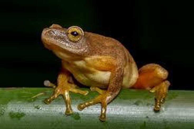 An image of a frog