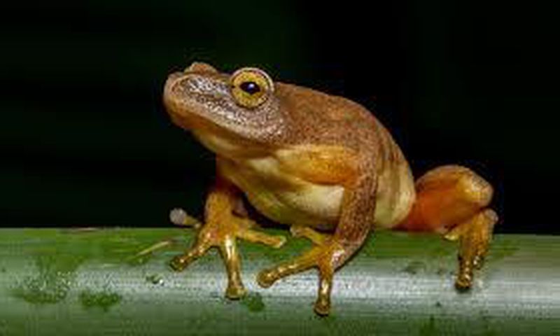 An image of a frog