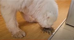 Kamene's dog eating Omena