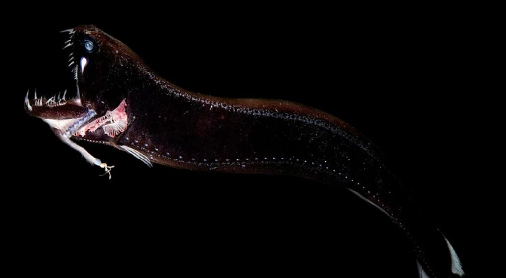The black dragon fish [Pinterest]