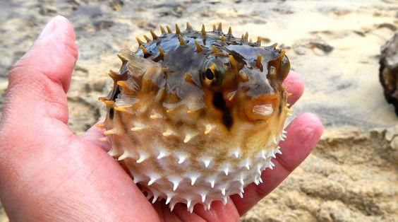 Pufferfish [flickr]
