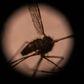 The Anopheles gambiae group of mosquito species are currently the main drivers of malaria's spread in Africa
