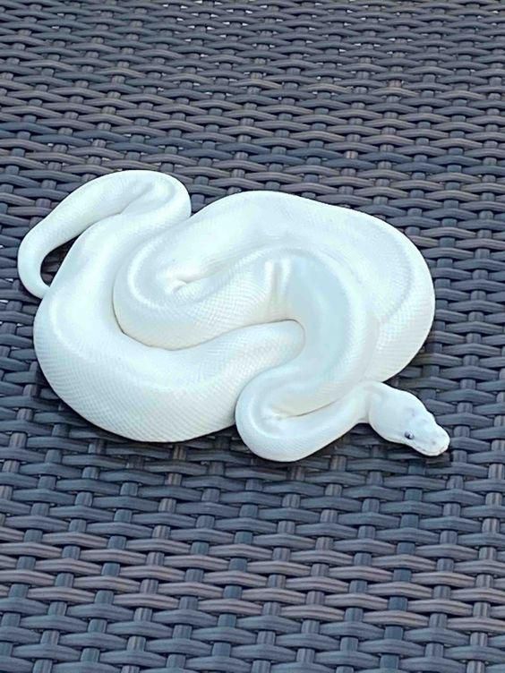 Snakes are revered in North America [Pinterest]