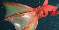 Vampire squid [LearnAboutNature]