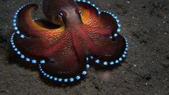 The ocean is a vast and inexhaustible place where new species are discovered every day. [Pinterest]