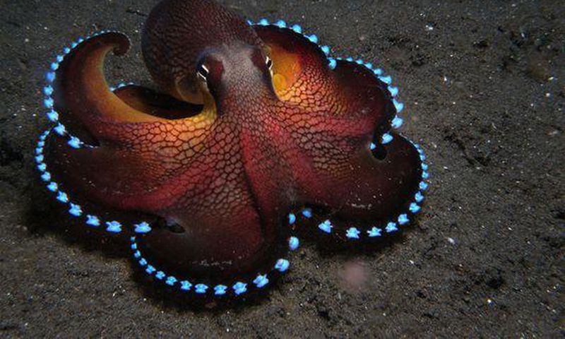 The ocean is a vast and inexhaustible place where new species are discovered every day. [Pinterest]