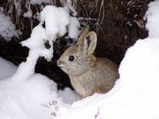 A pygmy rabbit.
