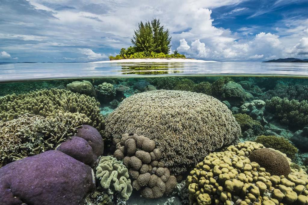 Raja Ampa Reef in Indonesia [Pinterest]