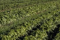 An image of Tobacco farm