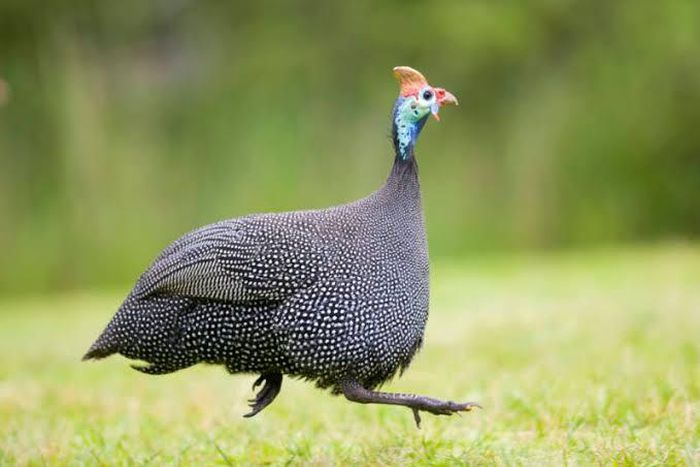 Consider getting a guinea fowl on your property today [Kiwi Gardener]