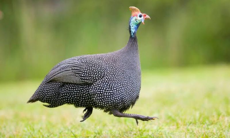 Consider getting a guinea fowl on your property today [Kiwi Gardener]