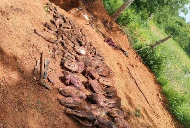 25 skinned donkey heads and several hooves of donkeys recovered from a pit within a homestead of one of the suspects.
