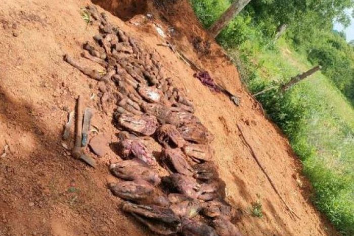 25 skinned donkey heads and several hooves of donkeys recovered from a pit within a homestead of one of the suspects.