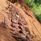 25 skinned donkey heads and several hooves of donkeys recovered from a pit within a homestead of one of the suspects.