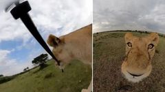 Lion in Maasai Mara goes viral after snatching camera & shooting wild selfie video [Ahmed Galal]