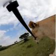 Lion in Maasai Mara goes viral after snatching camera & shooting wild selfie video [Ahmed Galal]