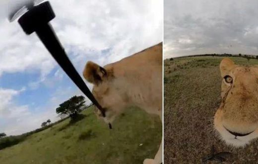 Lion in Maasai Mara goes viral after snatching camera & shooting wild selfie video [Ahmed Galal]