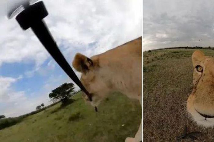 Lion in Maasai Mara goes viral after snatching camera & shooting wild selfie video [Ahmed Galal]