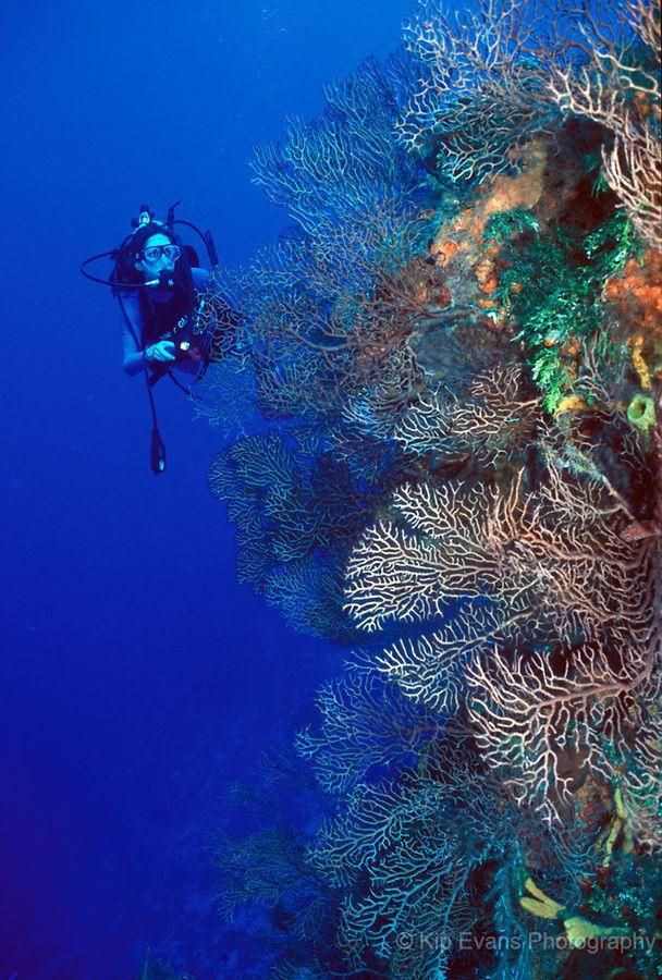 The Palancar Reef, Mexico [Pinterest]