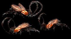 Cockroaches