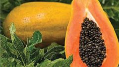 Papaya seeds carry nutrients [Tehelka]