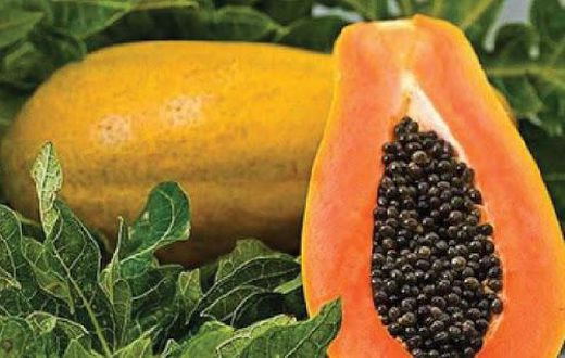 Papaya seeds carry nutrients [Tehelka]