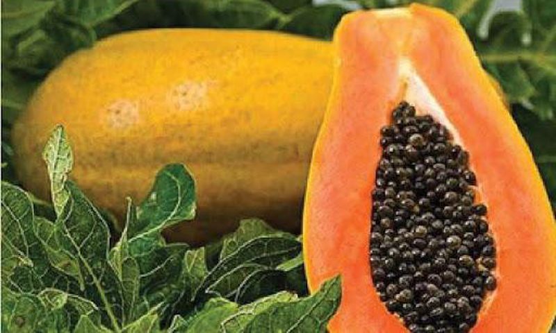 Papaya seeds carry nutrients [Tehelka]