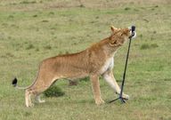 Lion in Maasai Mara goes viral after snatching camera & shooting wild selfie video [Ahmed Galal]