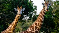 Giraffes [Image: Francesco Ungaro]