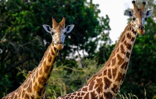 Giraffes [Image: Francesco Ungaro]
