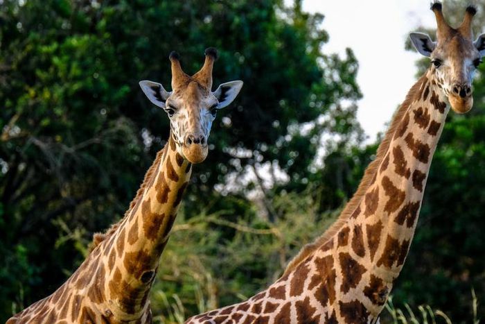 Giraffes [Image: Francesco Ungaro]