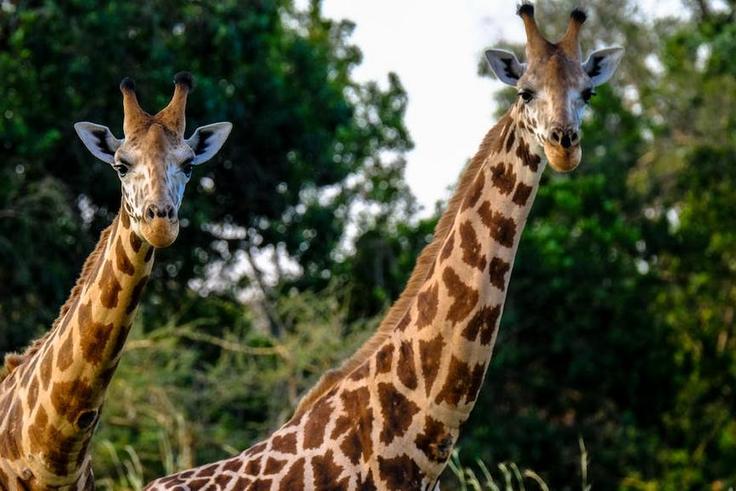 Giraffes [Image: Francesco Ungaro]